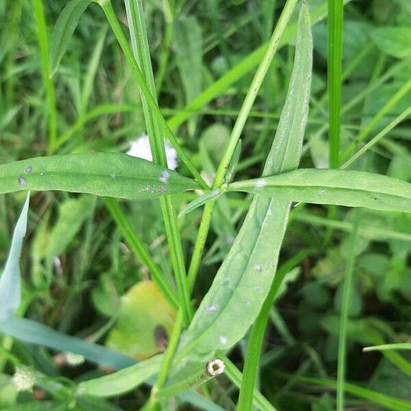 Succisella inflexa Leaf