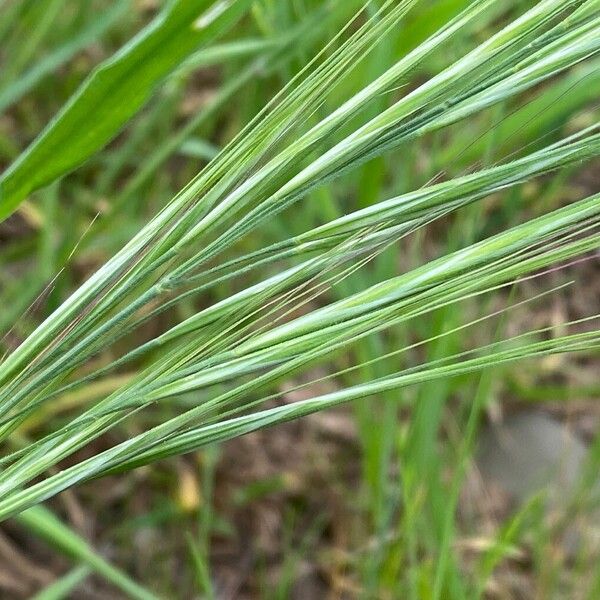 Bromus tectorum Fruit