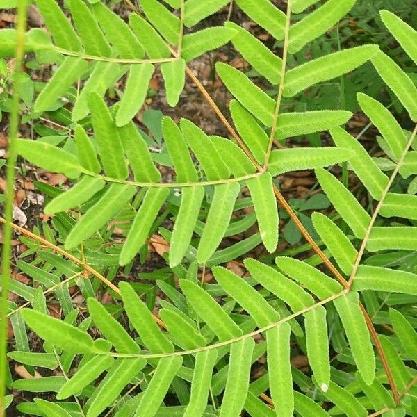 Osmunda regalis Blad