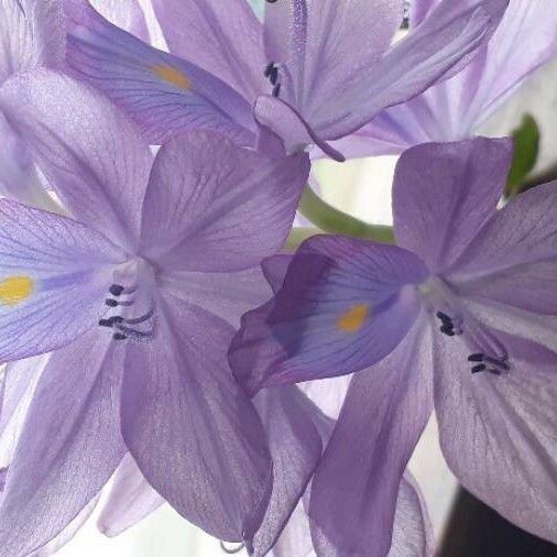 Pontederia crassipes Flors