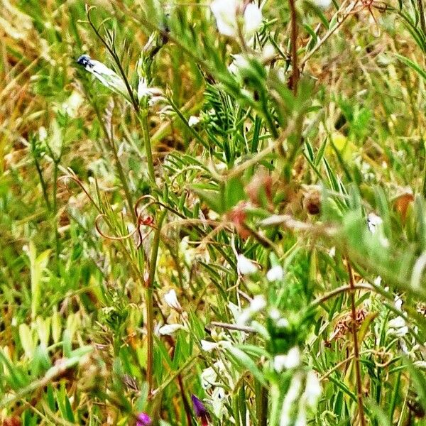 Vicia hirsuta Habitus