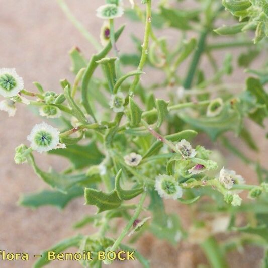 Dysphania atriplicifolia Muu