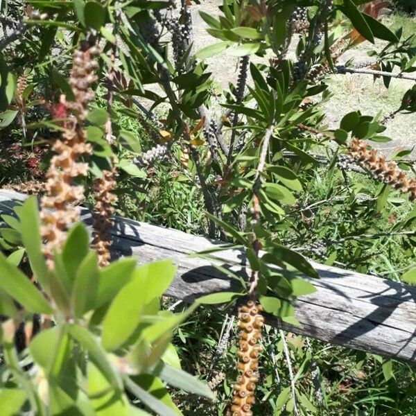 Melaleuca quinquenervia Meyve