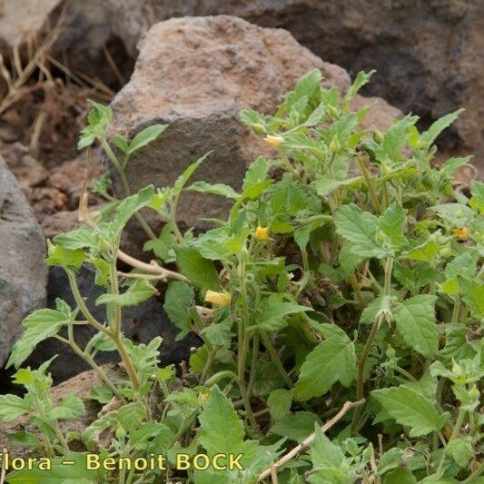 Mentzelia aspera Habitatea