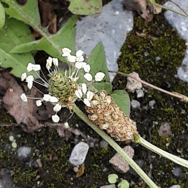 Plantago argentea Flower