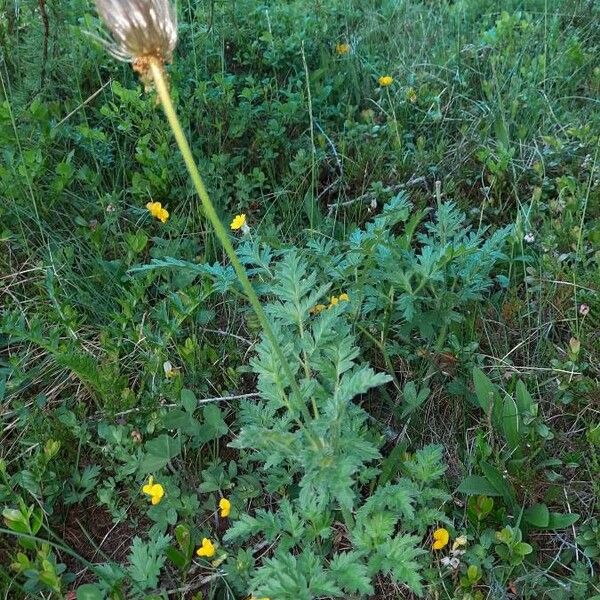 Pulsatilla alpina Leht