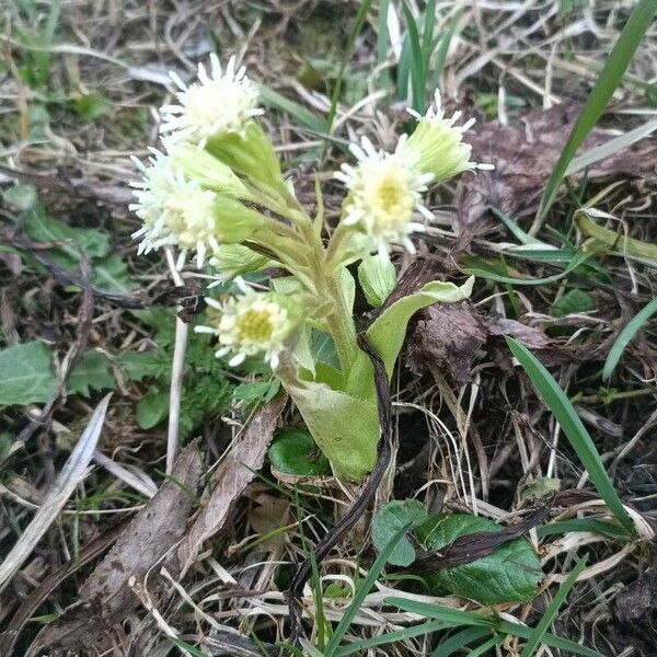 Petasites albus Flor