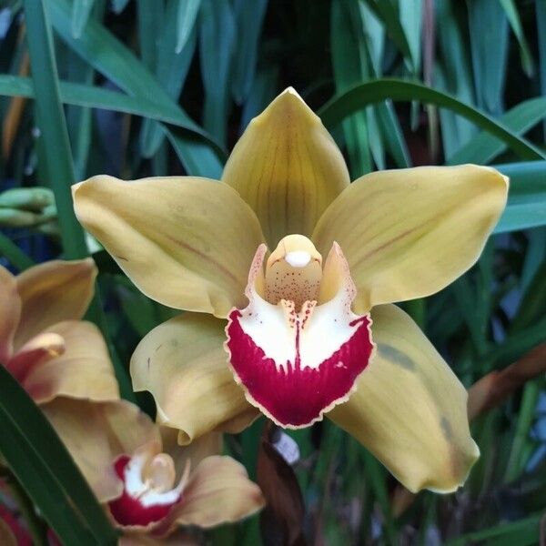 Cymbidium spp. Blodyn