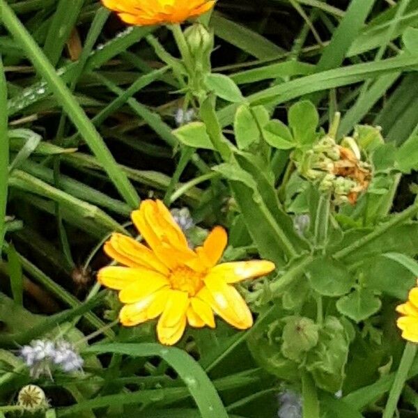 Calendula arvensis Flower