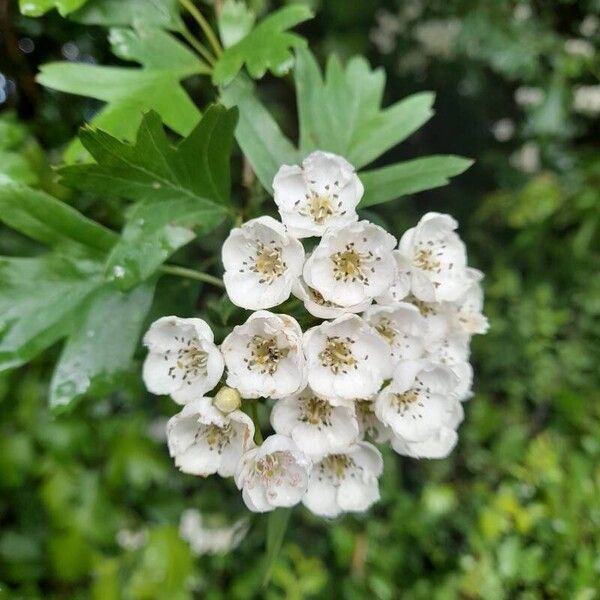 Crataegus azarolus 花