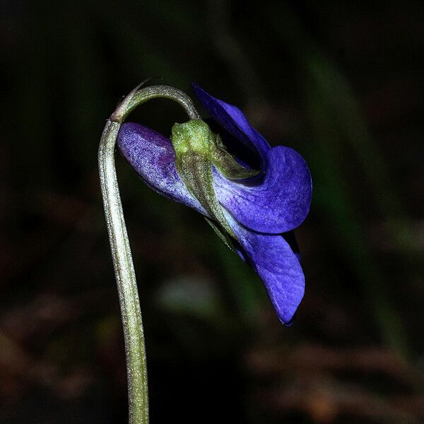 Viola riviniana Květ