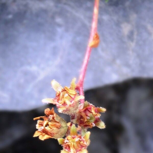Saxifraga moschata Λουλούδι