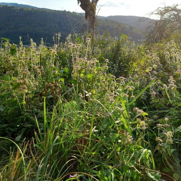 Clinopodium vulgare Habit