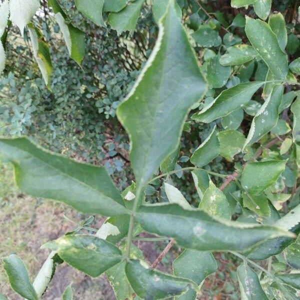 Sambucus canadensis برگ