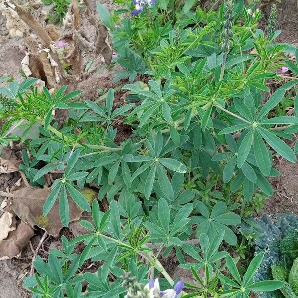 Lupinus mutabilis Leaf