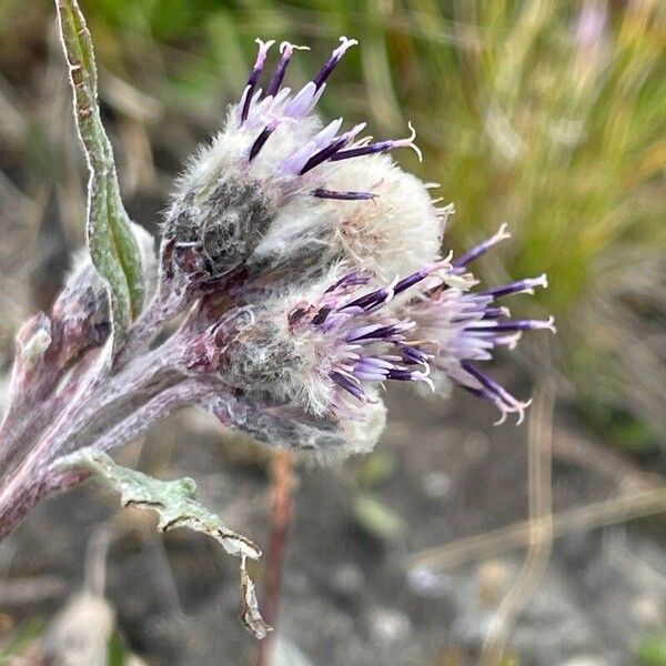 Saussurea alpina Floare