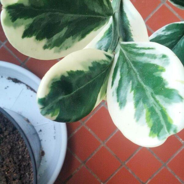 Peperomia magnoliifolia Leaf