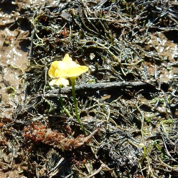 Utricularia gibba Характер