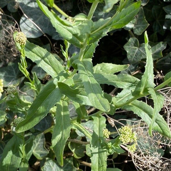 Lepidium draba Hostoa