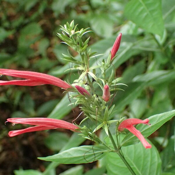 Dianthera secunda Květ