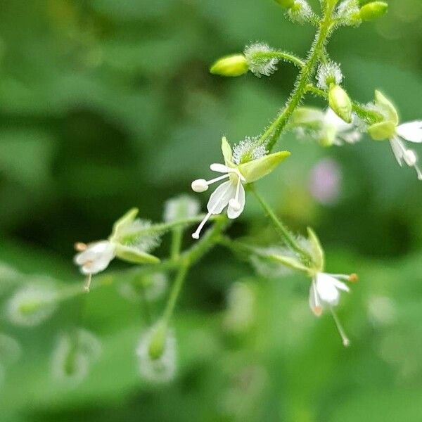 Circaea canadensis Fleur