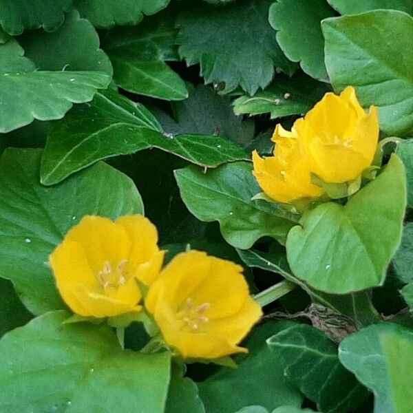 Lysimachia nummularia Flor