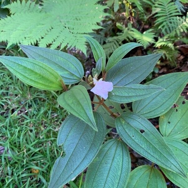 Melastoma malabathricum Flower