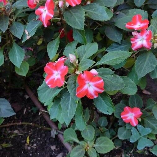 Impatiens walleriana 花