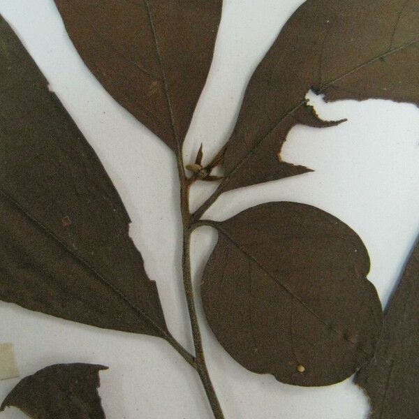 Cordia naidophila Altro