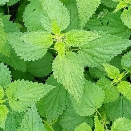 Urtica dioica Leaf