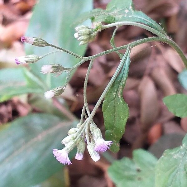 Cyanthillium cinereum Fiore