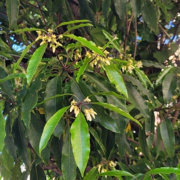 Pittosporum undulatum Flower