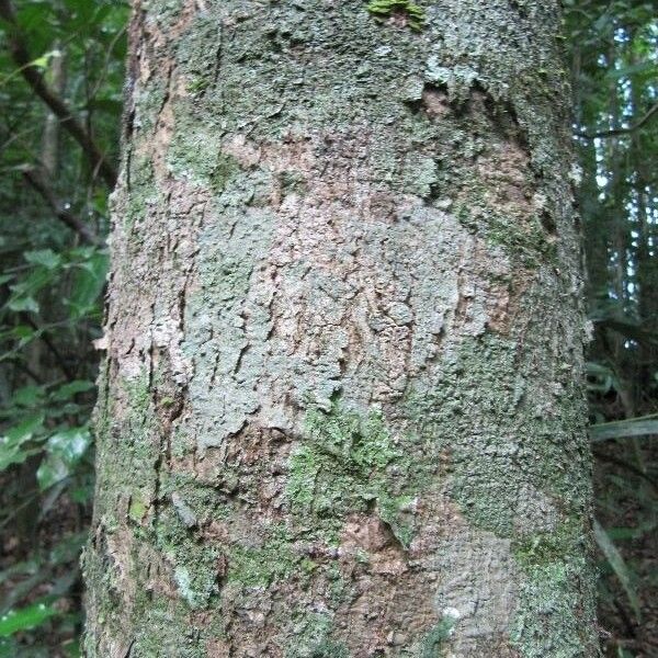 Ocotea splendens Rhisgl