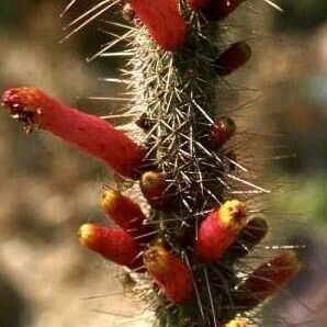 Cleistocactus candelilla Fiore