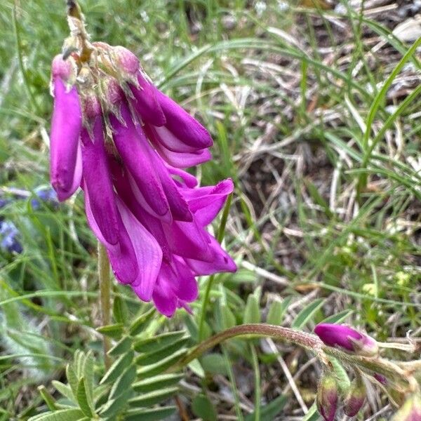 Hedysarum hedysaroides 花