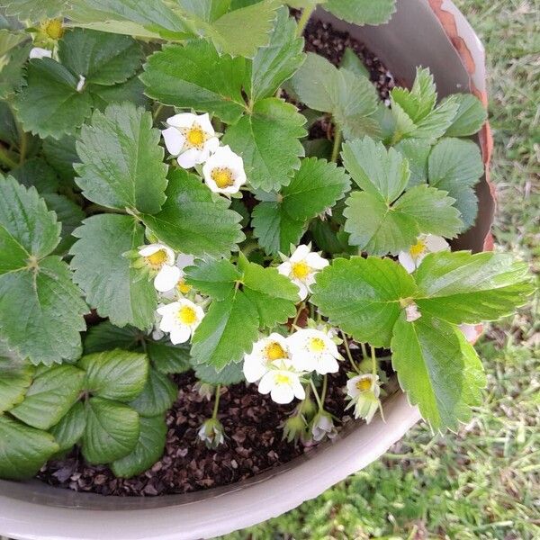 Fragaria × ananassa Habitus