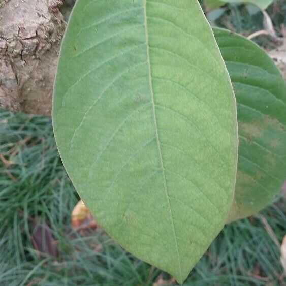 Annona cherimola Foglia