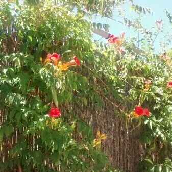 Campsis radicans फूल