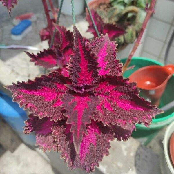 Coleus decurrens List