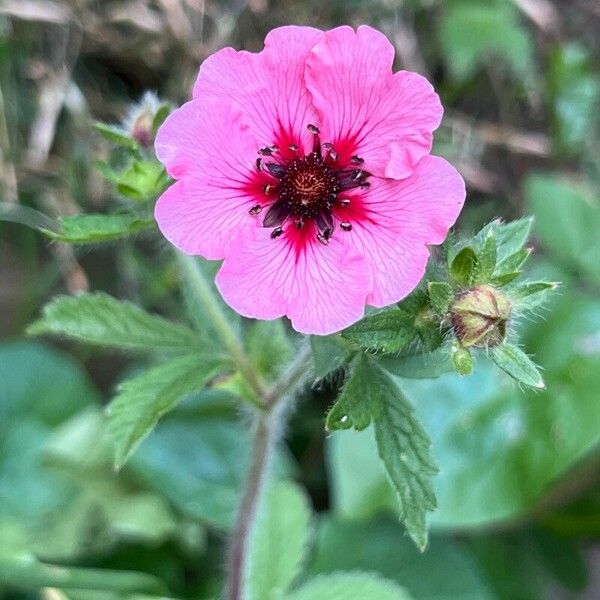 Potentilla nepalensis Flower