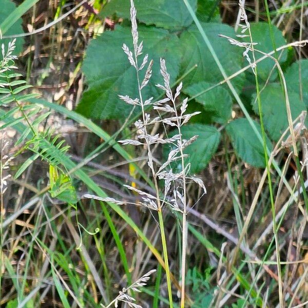 Poa pratensis 果