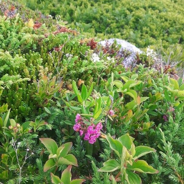 Kalmia angustifolia ᱵᱟᱦᱟ