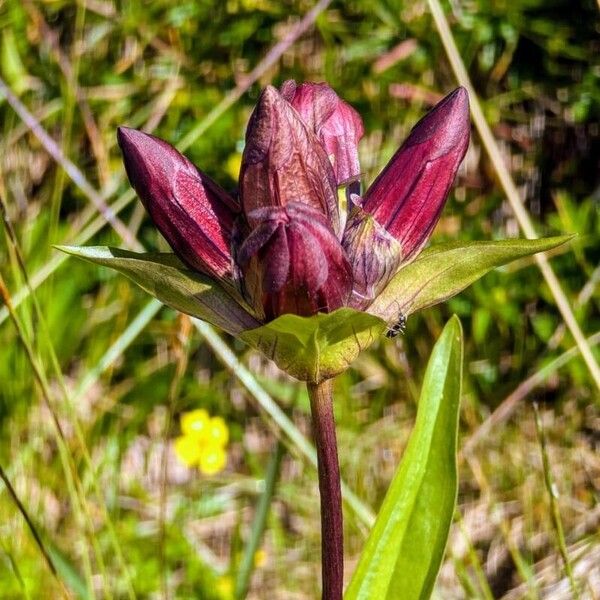 Gentiana purpurea Cvet