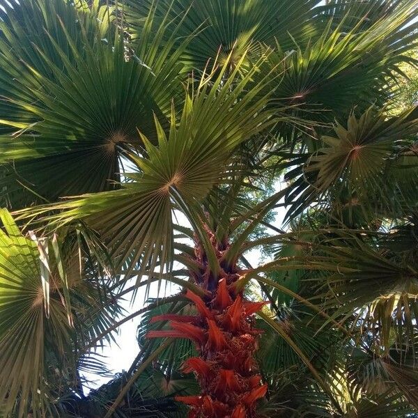 Washingtonia robusta Leaf