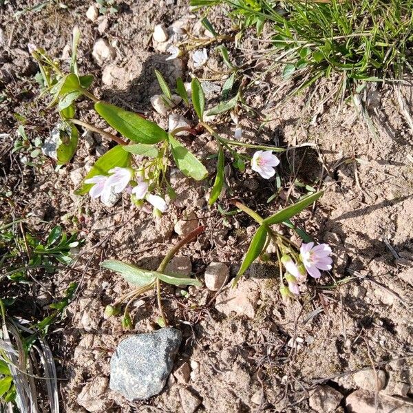 Claytonia lanceolata Floare