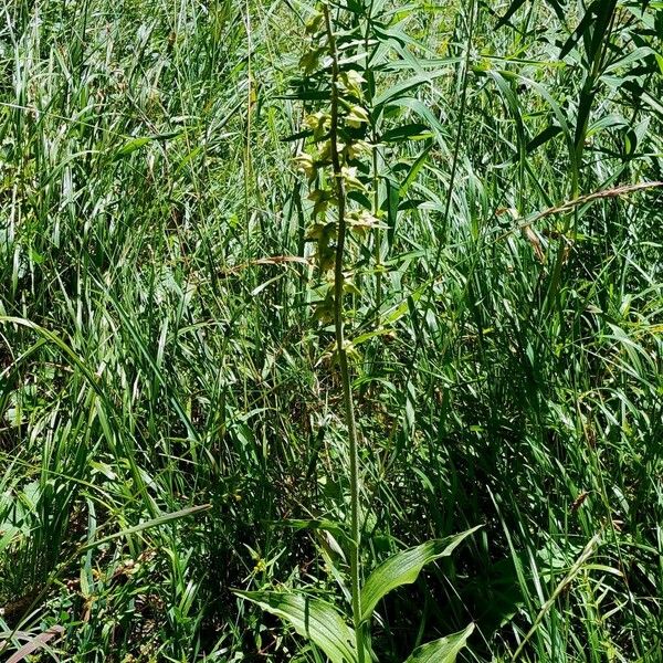 Epipactis muelleri Flower