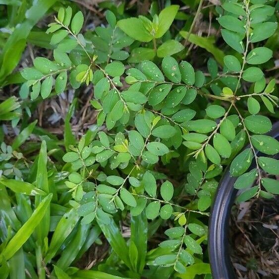 Phyllanthus tenellus Листок