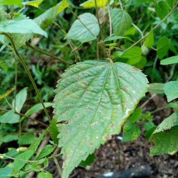 Acalypha alopecuroidea Leaf