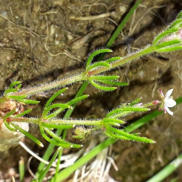 Spergula arvensis Costuma