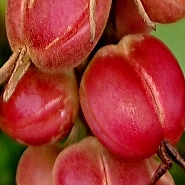 Alchornea cordifolia Fruit